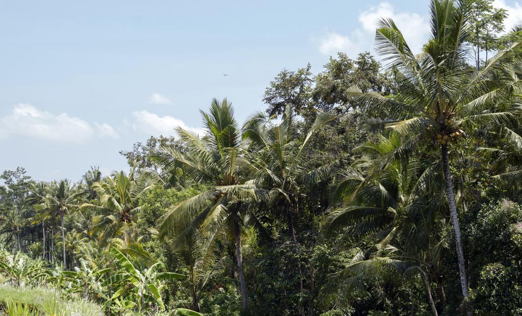 Willa Graha Rusni Ubud Zewnętrze zdjęcie